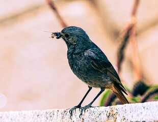 robin on a branch