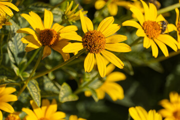 Yellow Flowers blooming in the Garden