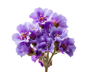 Colorful Statice flowers with paper-like floral texture