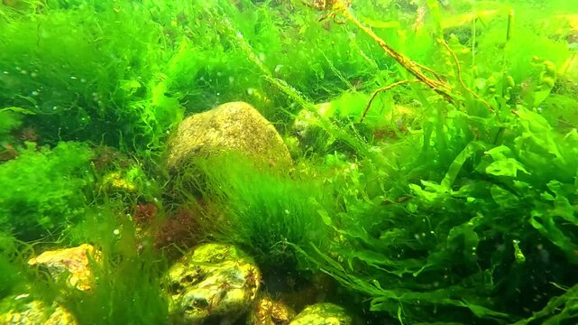 Algal flora of the Black Sea, green algae Enteromorpha intestinalis and red filamentous algae on stones