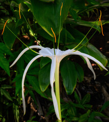 A white tropical flower of the South Pacific
