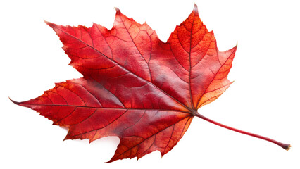 Obraz premium maple leaf isolated on white background