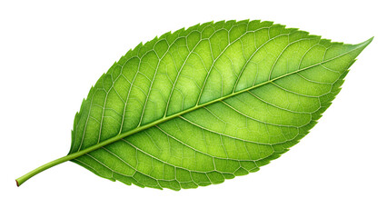 Obraz premium green leaf on white background