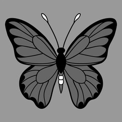 Top view over butterfly isolated