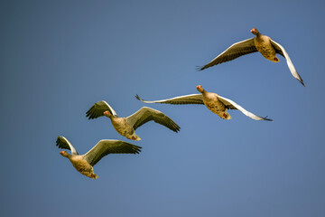 Greylag goose