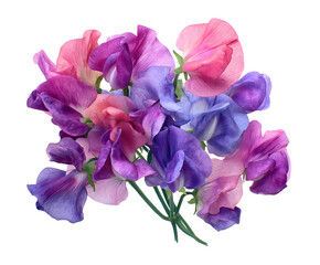 Naklejka premium Beautiful pastel Sweet Pea flowers in elegant bloom