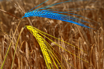 Barley (Hordeum vulgare) painted with the national colors, national flag of Ukraine