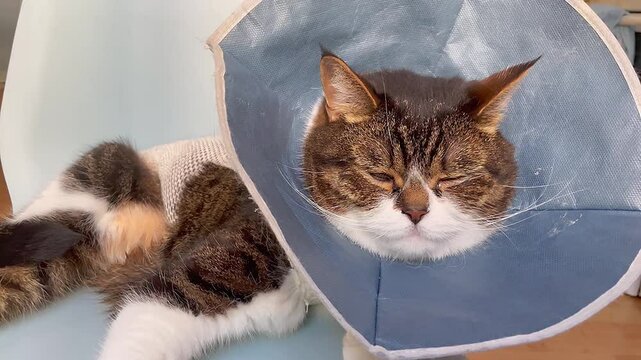Cat's face in the collar after surgery