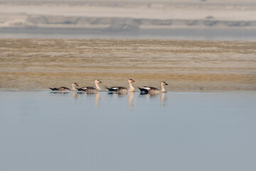 Indian Spot-billed Duck