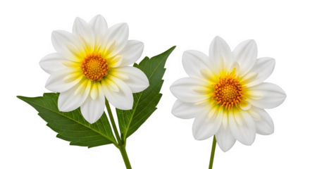 White dahlia flower photography with yellow center and green leaves on black background isolated closeup shot on transparent background