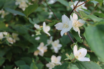 white jasmine 