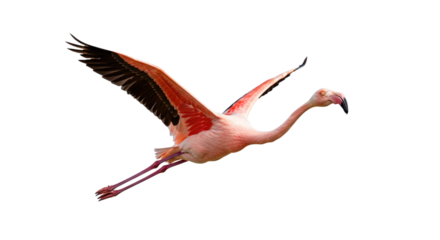The elegant flamingo, with its wide pink wings and long legs, is flying alone on a transparent background.
