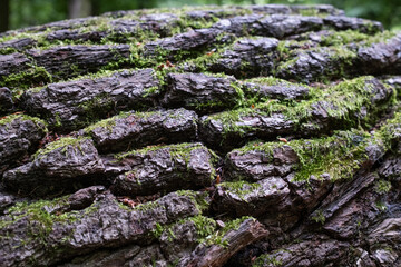 Close-up of textured tree bark covered in green moss, captured in a forest setting. The image...