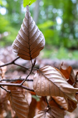 Close-up of a dry beech leaf (Fagus sylvatica) still attached to a branch in a forest, with its intricate veins and texture clearly visible against a blurred green background.
