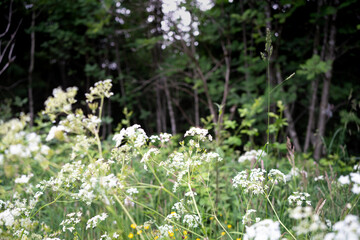 wild flowers in the forest