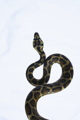 venomous snake inside rain forest with white  background