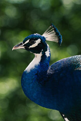 Fototapeta premium portrait of a peacock