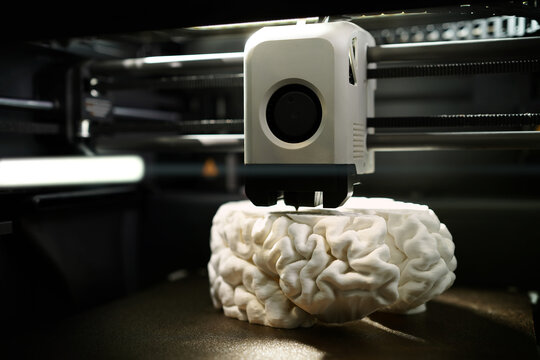 3D printing of a human brain model &ndash; front view of FDM printer mid-print with white filament. Rapid prototyping for medical innovation and neuroscience research.
