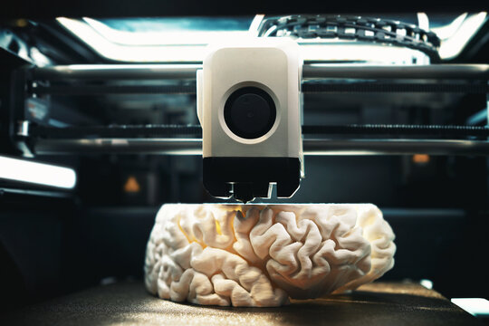 3D printing of a human brain model &ndash; front view of FDM printer under overhead light, showcasing additive manufacturing for neuroscience research and rapid medical prototyping.