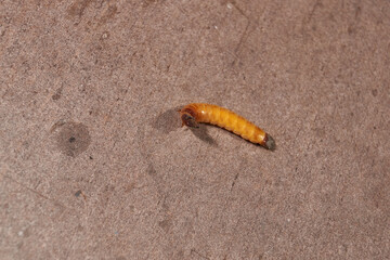 Wireworm on a garden plot. Wireworms are the larvae of all click beetles.