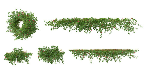 Group of Abutilon creeper plants isolated on transparent background from the top view © Saifstock