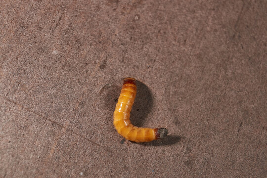 Wireworm on a garden plot. Wireworms are the larvae of all click beetles.