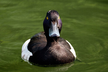 duck on the water