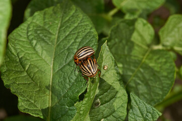 The Colorado potato beetle on potato leaves is a danger to the crop. Potato pest – macro photography of a pest insect.