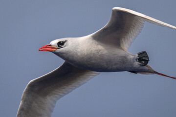 Red-tailed Tropic bird (Phaethon rubricauda) of Ducie atoll in the South Pacific