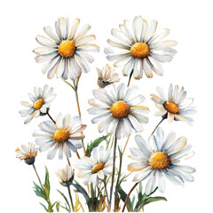 Field Daisies Golden Summer, watercolor drawing vector, isolated on a white background.