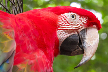 Scarlet macaw