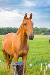 Obraz premium A brown thoroughbred horse in a pasture near Haarle. High quality photo
