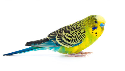 Fototapeta premium Budgerigar Grooming Pose Isolated on White