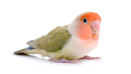 Peach-Faced Lovebird Resting Isolated on White
