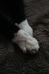 Kitty paws