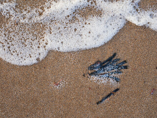 Waves gently wash over a sandy beach in Sweden showcasing delicate textures at midday