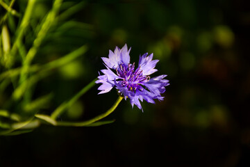 vibrant purple cornflower.  Wild cornflower in full blooms against blurred dark background. Artistic floral photography for botany, springtime themes, greeting cards, websites, or print projects.