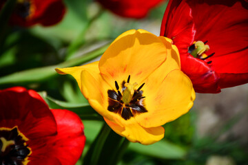 a cheerful yellow tulip in full bloom. Floral photograph for spring themes, floral designs, or nature-related projects