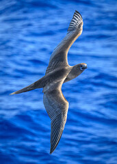 Red-footed Booby (Sula sula) near Ducie atoll in the South Pacific