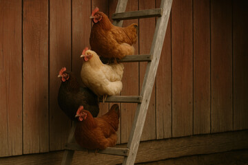 Chickens climbing ladder.