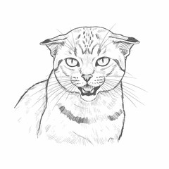A detailed hand drawn illustration of a spotted wild cat walking. The artwork is made in black and white ink sketch style, showcasing natural features and textures in a minimalist format
