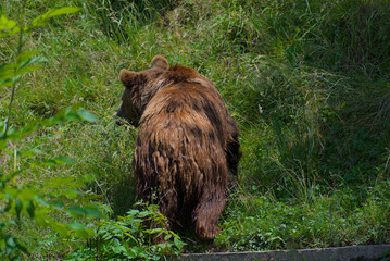 Witness the raw power of nature! A magnificent brown bear traverses a vibrant green landscape,...