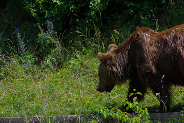 Witness the raw power of nature! A magnificent brown bear traverses a vibrant green landscape,...