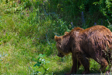 Witness the raw power of nature! A magnificent brown bear traverses a vibrant green landscape,...