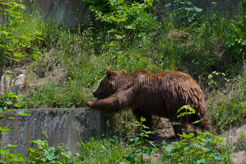 Witness the raw power of nature! A magnificent brown bear traverses a vibrant green landscape,...