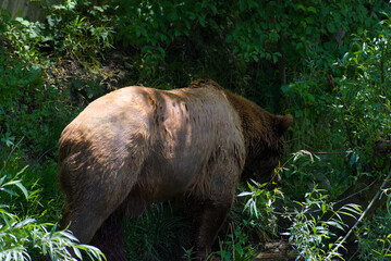Witness the raw power of nature! A magnificent brown bear traverses a vibrant green landscape,...