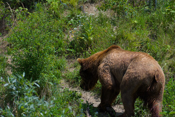 Witness the raw power of nature! A magnificent brown bear traverses a vibrant green landscape,...