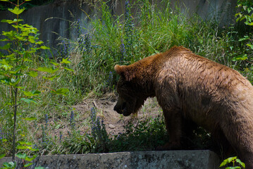 Witness the raw power of nature! A magnificent brown bear traverses a vibrant green landscape,...