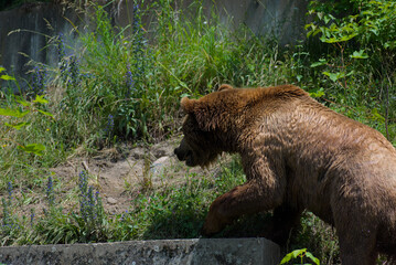 Witness the raw power of nature! A magnificent brown bear traverses a vibrant green landscape,...