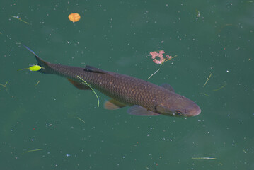 A captivating glimpse into aquatic life. A solitary fish glides peacefully beneath the surface,...